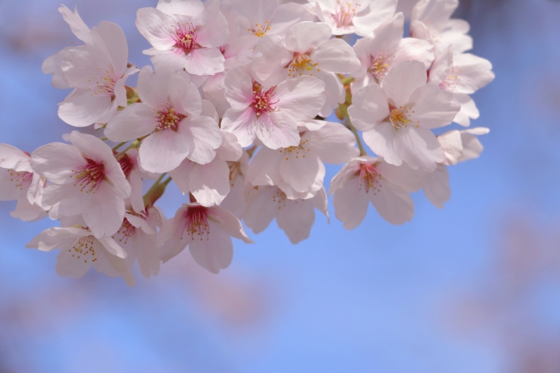 臨時休業のお知らせイメージ画像